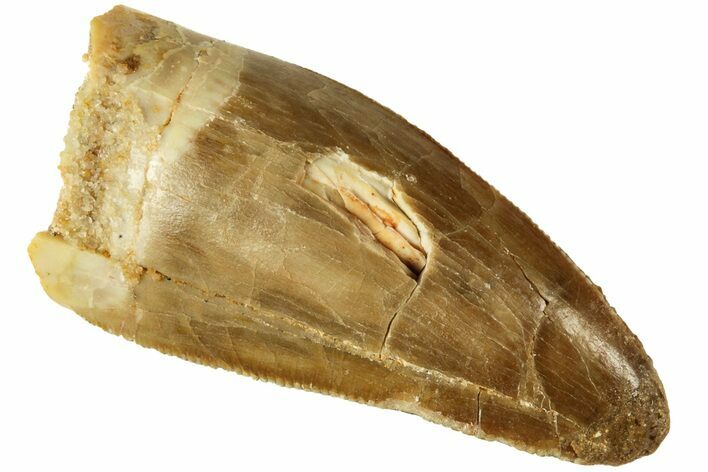 Serrated, Juvenile Carcharodontosaurus Tooth #214408